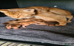 Abyssinian cats for sale: Last aby boy - Image 8