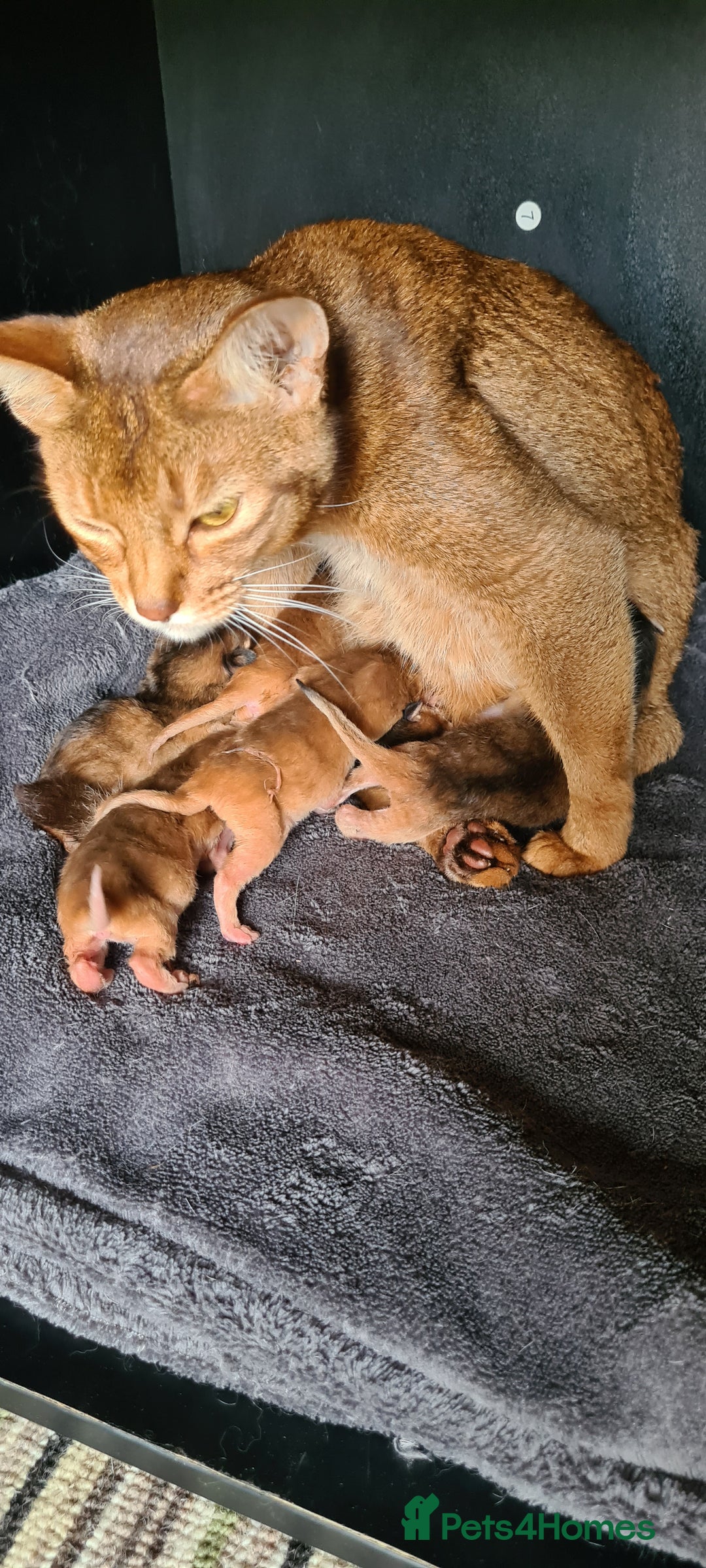 Abyssinian cats for sale: Last aby boy - Image 8