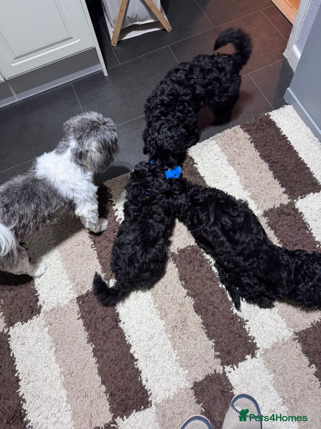 Shihpoo dogs for sale: SHIHPOO PUPPPIES - Advert 1