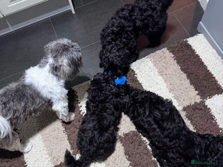 Shihpoo dogs SHIHPOO PUPPPIES - Advert 1