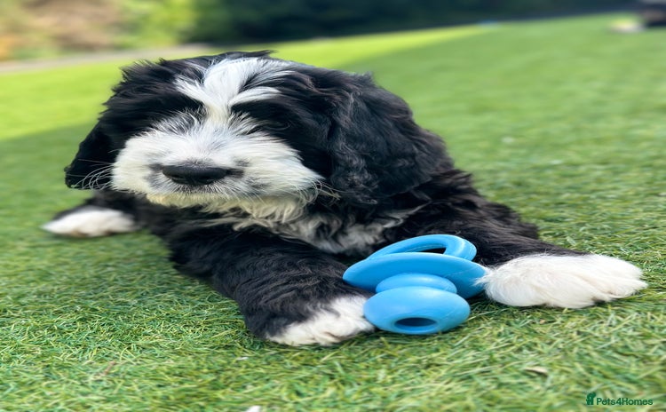Bernedoodle dogs - Advert 2