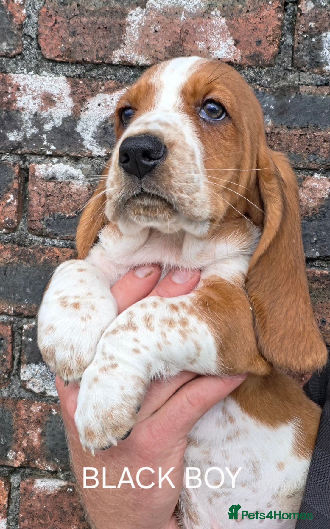 Basset Hound dogs KC BASSET HOUND PUPPIES FROM HEALTH TESTED PARENTS - Advert 1