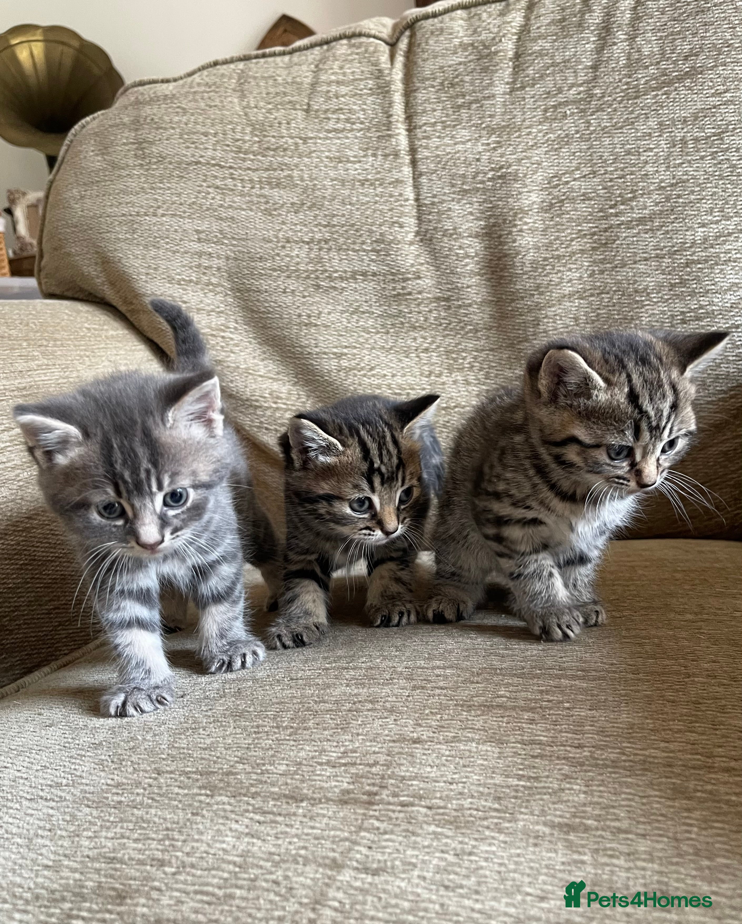 Mixed Breed cats 3 Mixed breed kittens looking for loving home in Luton - Advert 1