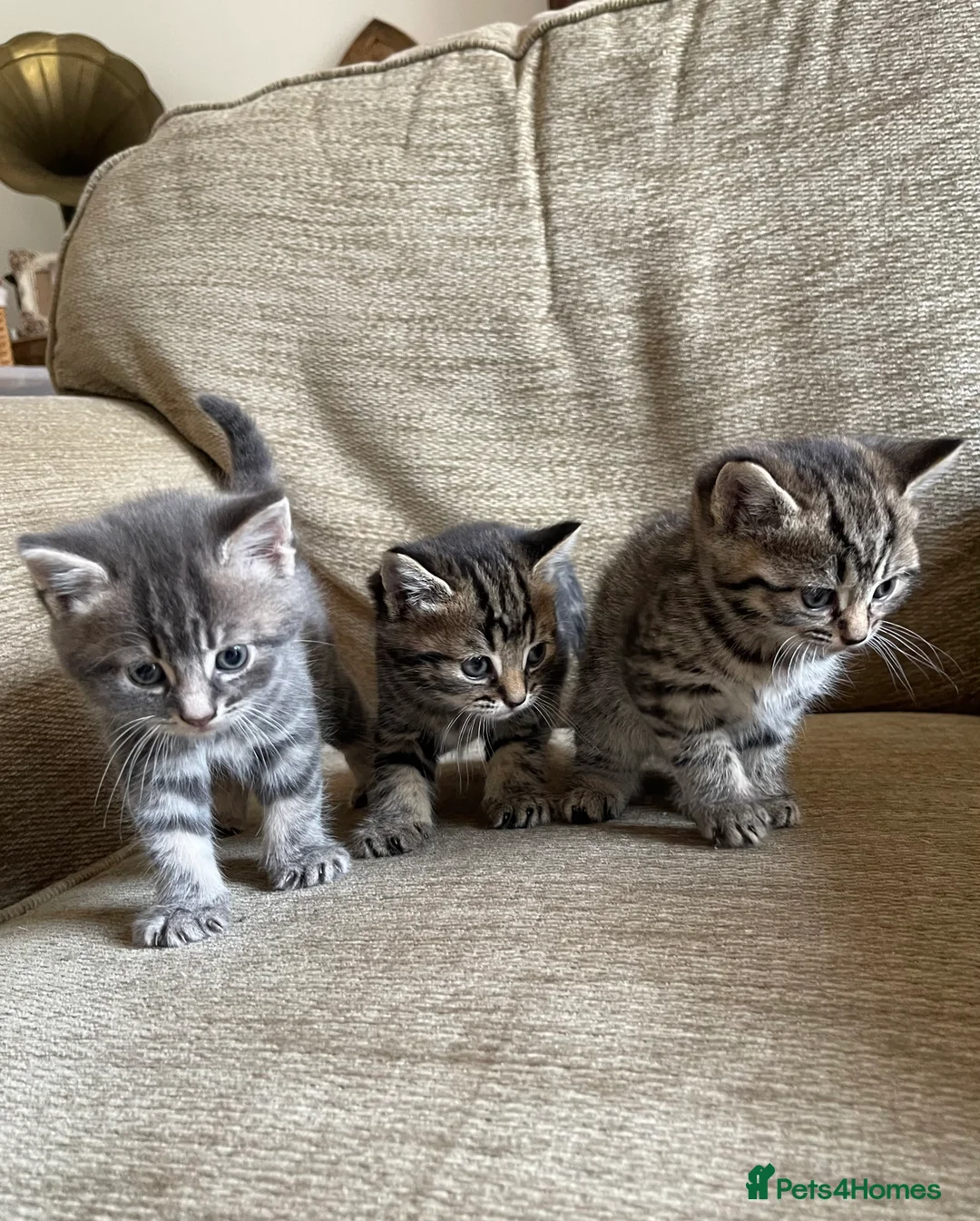 Mixed Breed cats for sale: 3 Bengal/Maincoon/Tabby kittens for loving home - Advert 1