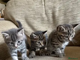 Mixed Breed cats 3 Mixed breed kittens looking for loving home in Luton - Advert 1