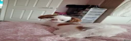 Shih Tzu dogs for sale: Mabel - Advert 1