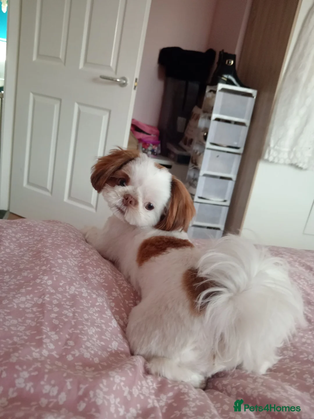 Shih Tzu dogs for sale: Mabel - Advert 1