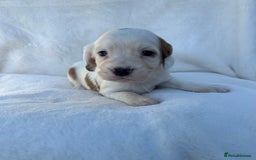 Cocker Spaniel dogs for sale: Beautiful kc registered cockerspaniel puppies  - Image 22