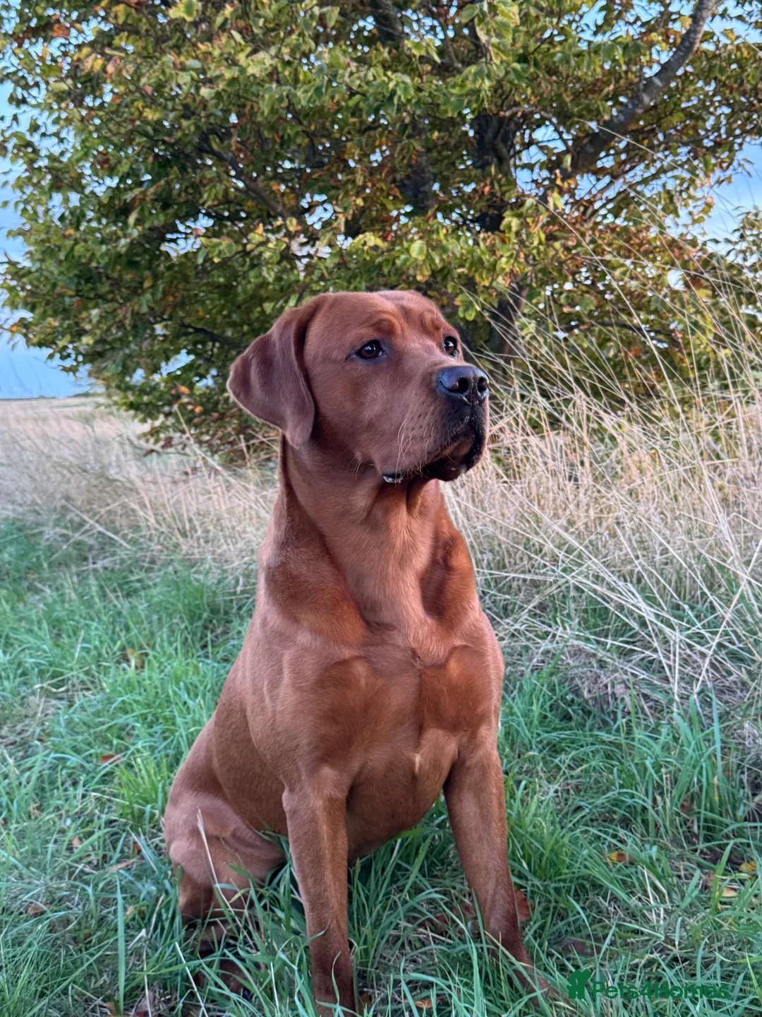 Labrador Retriever dogs for stud: Perfect 0/0 Hips & Elbows Dark Fox Red Labrador ⭐️ - Advert 9