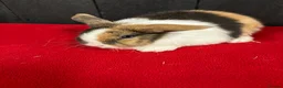 Mini Lop rabbits for sale: Stunning female mini lops  - Advert 1