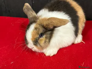 Mini Lop rabbits Stunning female mini lops - Advert 2