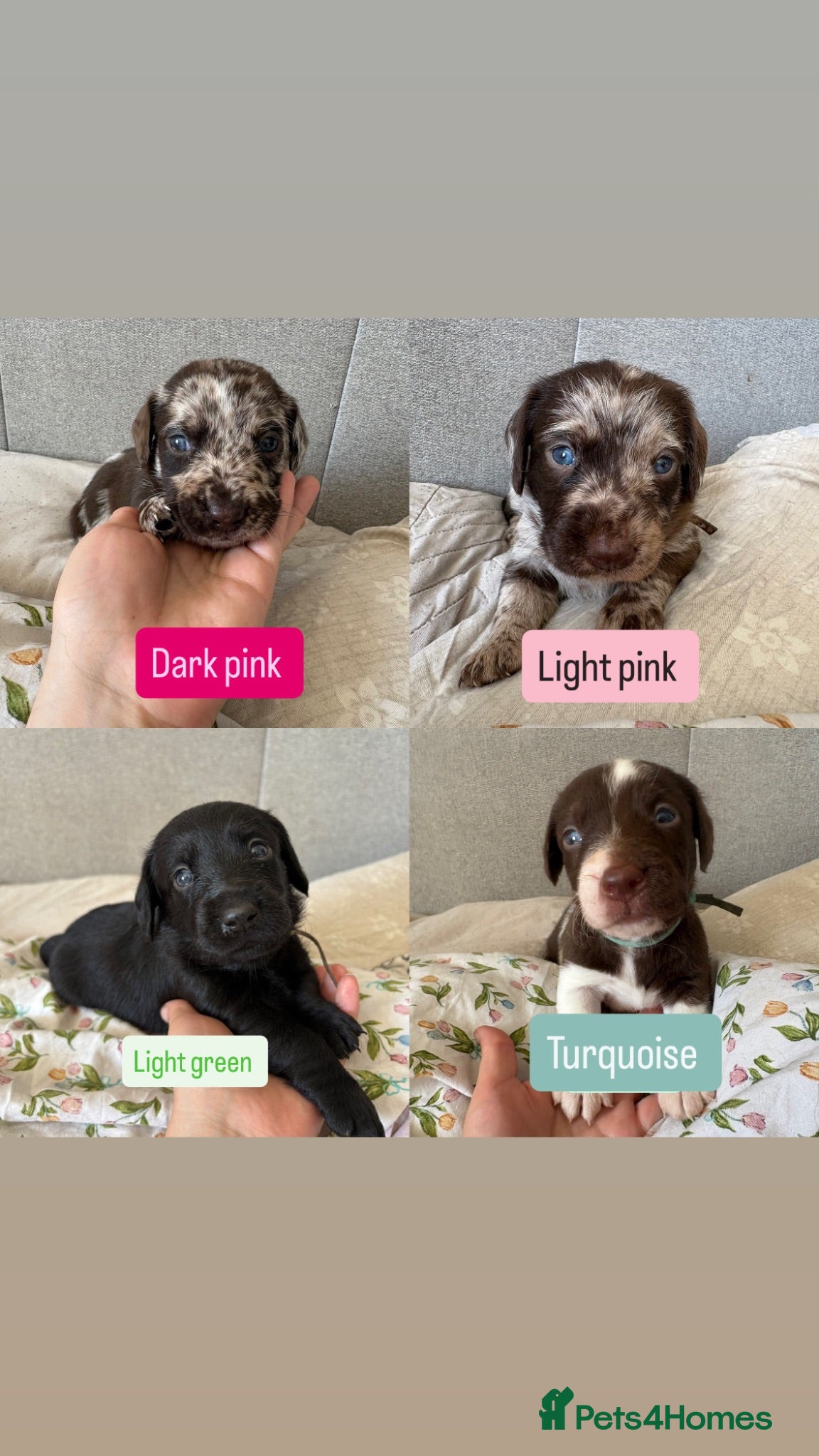Labradoodle dogs Rare liver Merle labradoodles 🐾 - Advert 2