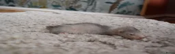 Ferret rodents for sale: Beautiful Kits  in Peterlee - Advert 9