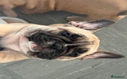 French Bulldog dogs for sale: French bulldogs puppies - Image 12
