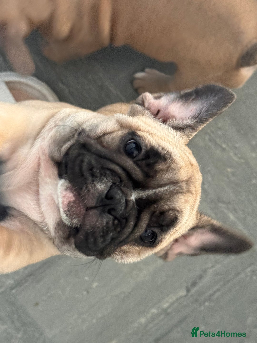 French Bulldog dogs for sale: French bulldogs puppies - Image 12
