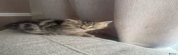 Scottish Fold cats for sale: 3 beautiful scottish straight kittens 🐱  - Advert 2