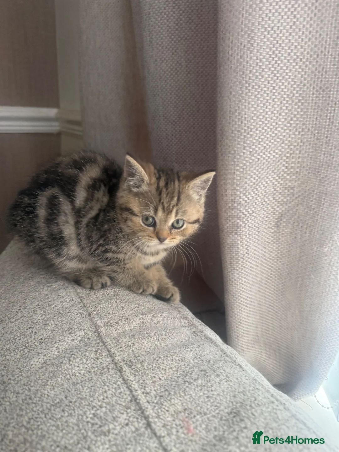 Scottish Fold cats for sale: 3 beautiful scottish straight kittens 🐱  - Advert 2