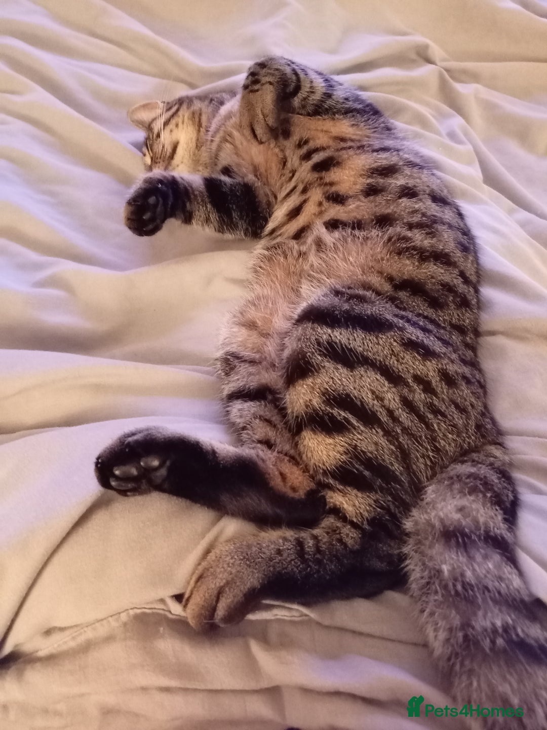 Mixed Breed cats for sale: Cat aged 1 called Kiara - Advert 3