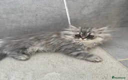 Persian cats for sale: Persian Grey kitten male and female - Image 4