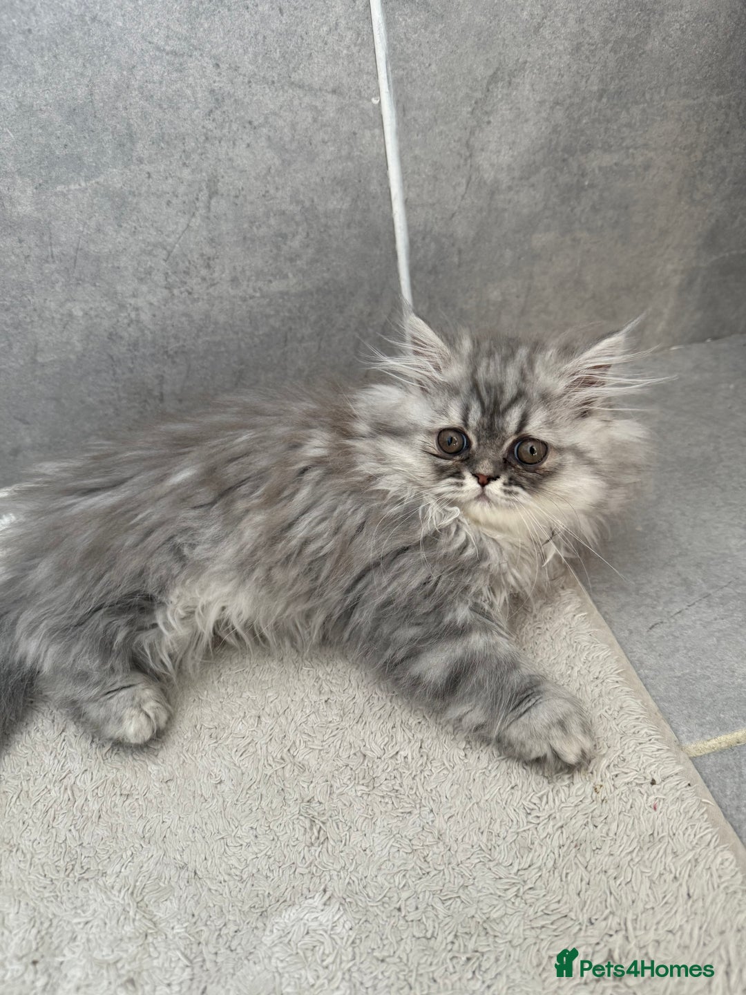 Persian cats for sale: Persian Grey kitten male and female - Image 4
