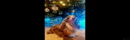Miniature Dachshund dogs for sale: Chocolate&Cream Champion Long hair mini dachshund  - Advert 2