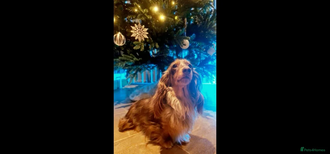 Miniature Dachshund dogs for sale: Chocolate&Cream Champion Long hair mini dachshund  - Advert 2