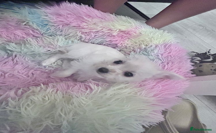 Chipoo dogs Tiny Chihuahua / Asian toy poodle  - Advert 10