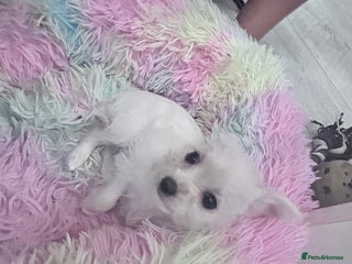 Chipoo dogs Tiny Chihuahua / Asian toy poodle - Advert 9