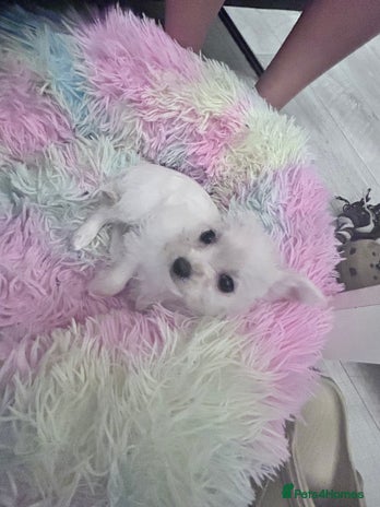 Chipoo dogs Tiny Chihuahua / Asian toy poodle - Advert 10