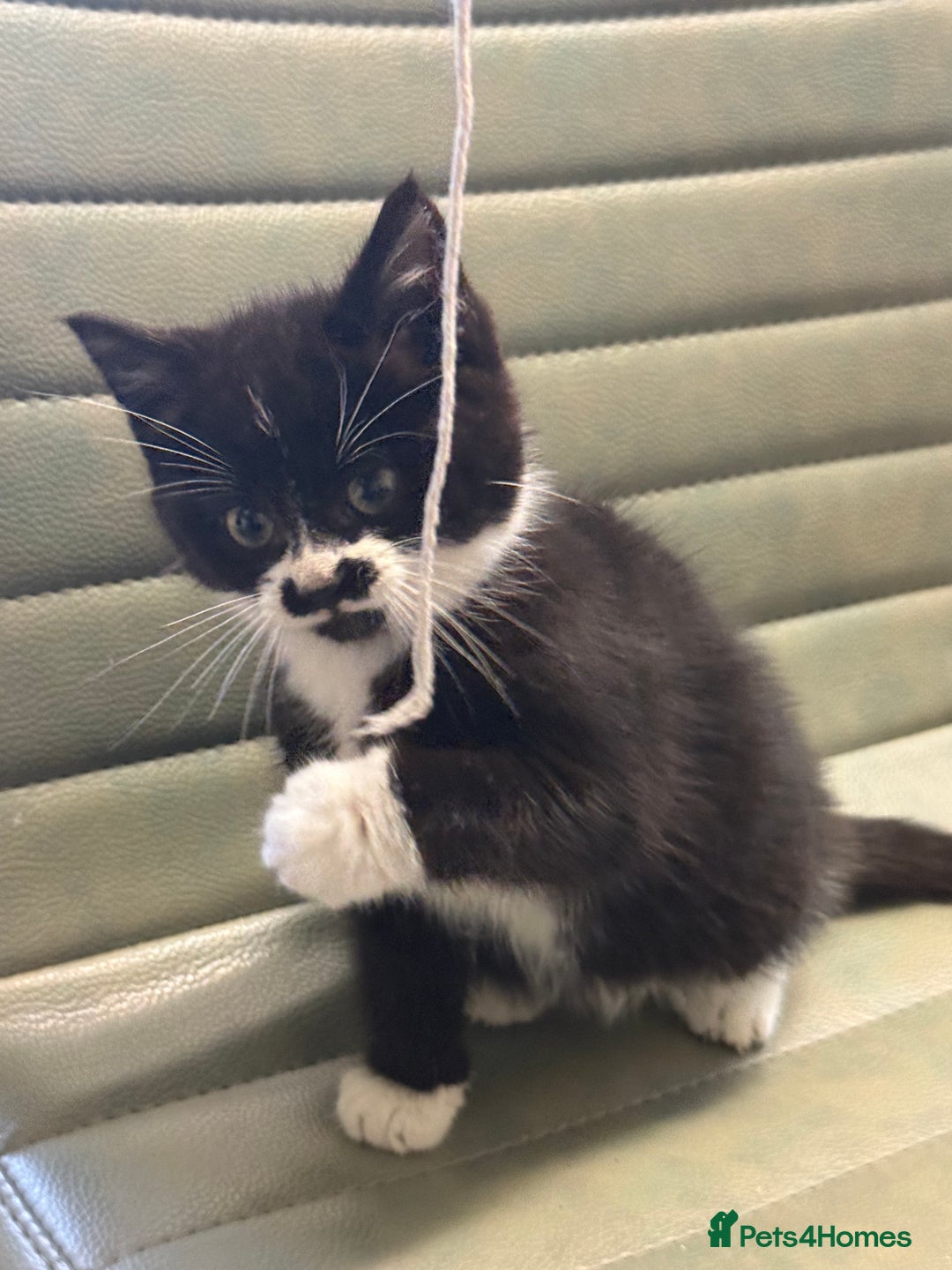 Mixed Breed cats for sale: One little girl ready to leave now - Advert 1