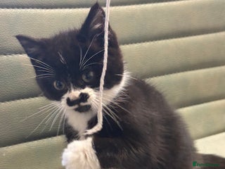 Mixed Breed cats One little girl ready to leave now - Advert 2