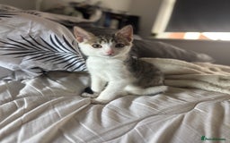 Mixed Breed cats for sale: Male kitten - Image 4