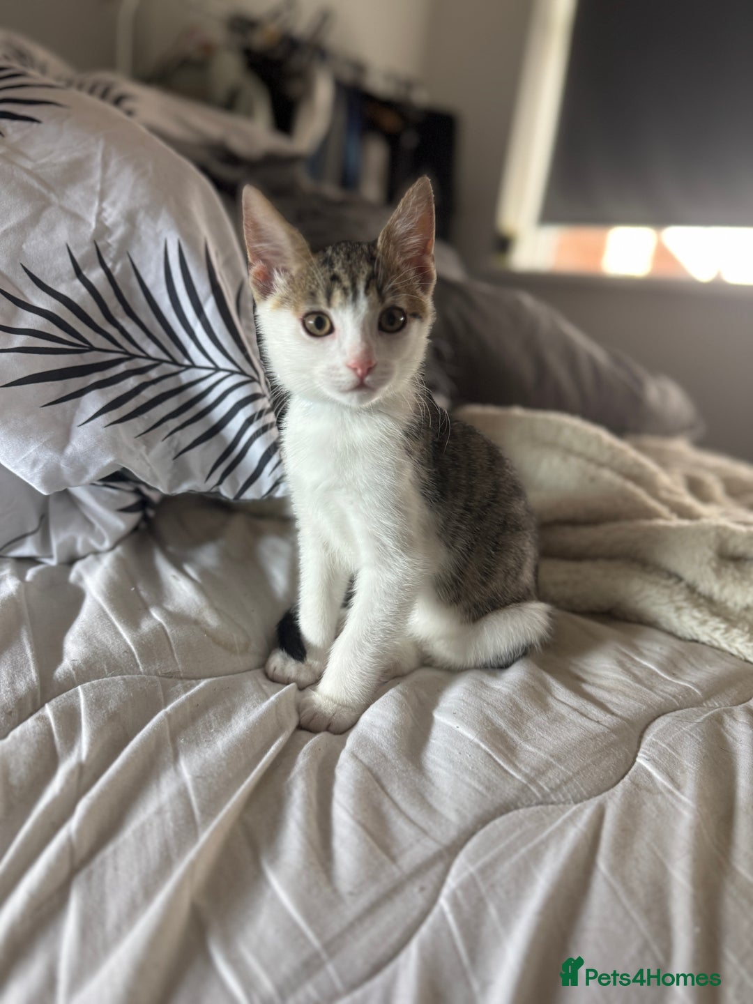 Mixed Breed cats for sale: Male kitten - Image 4