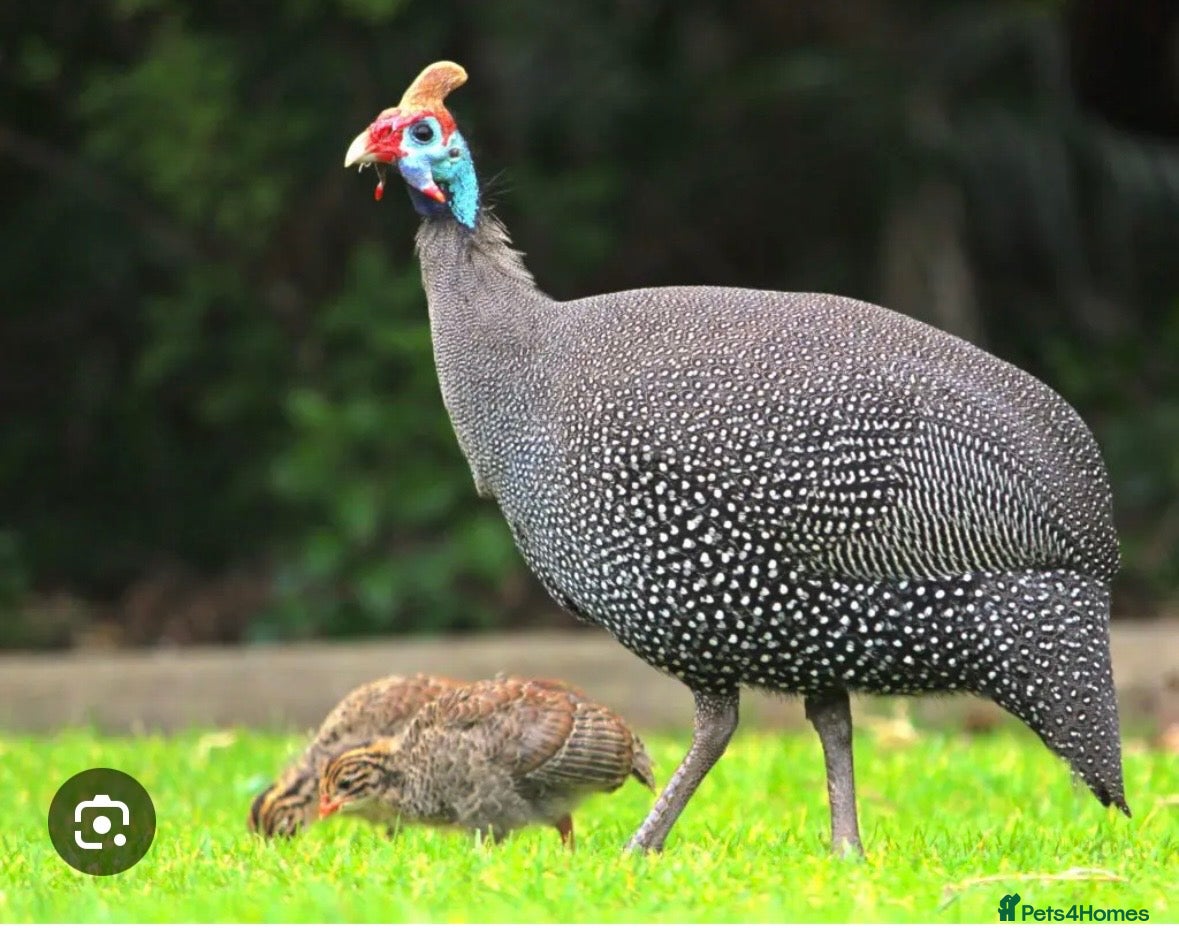 Guinea Fowl poultry Guinea Fowl Hatching Eggs - Advert 5