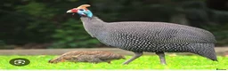 Guinea Fowl poultry for sale: Guinea Fowl Hatching Eggs in Swindon - Advert 1