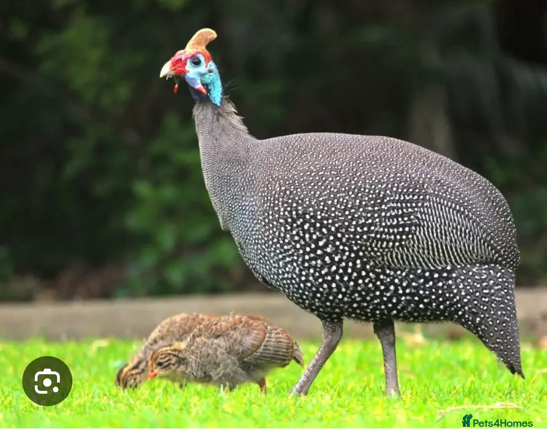 Guinea Fowl poultry for sale: Guinea Fowl Hatching Eggs in Swindon - Advert 1