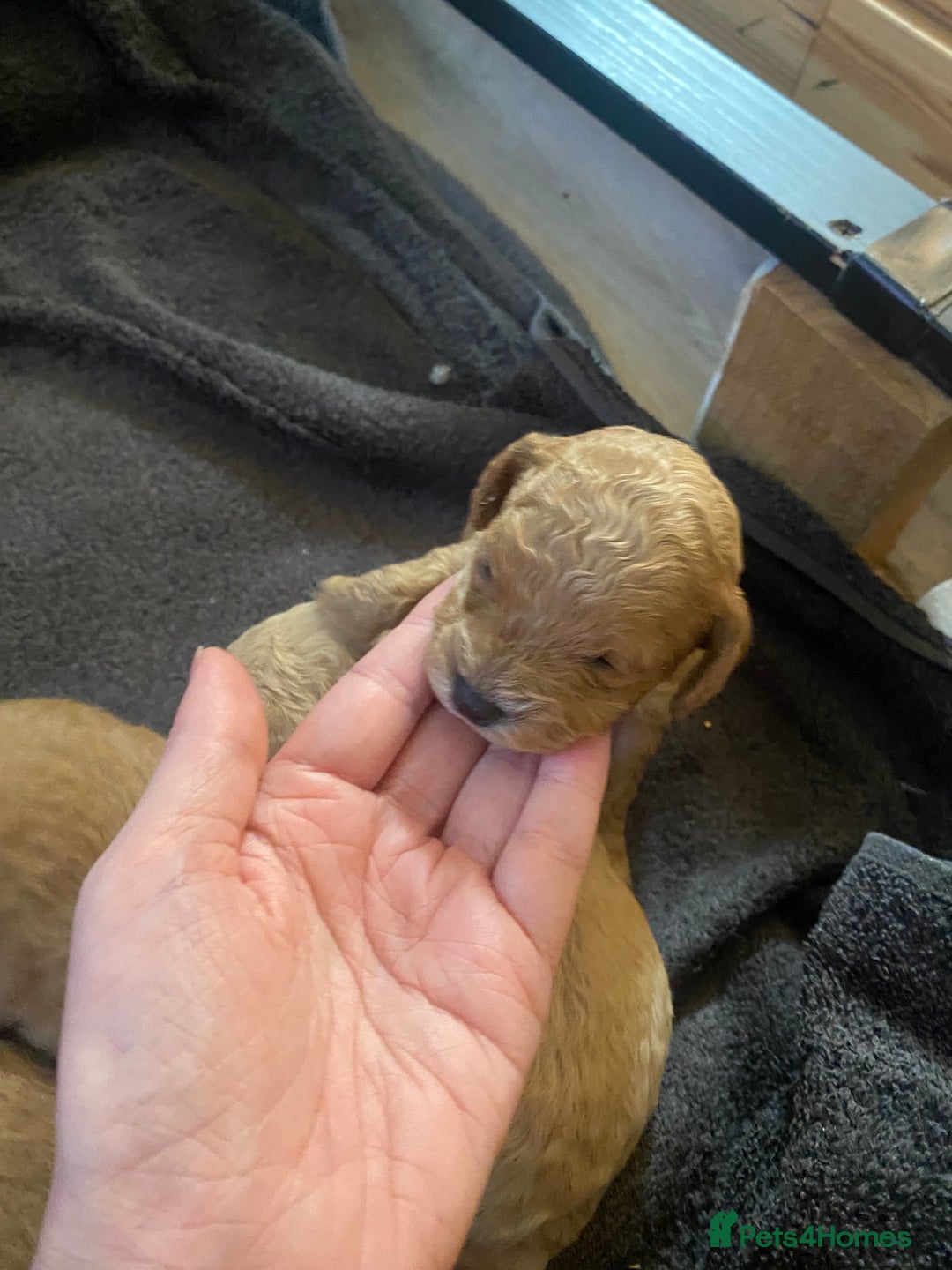 Cavapoochon dogs for sale: 🐾 Adorable F1b Cavapoochon Puppies- Ready Soon!🐾 - Image 5