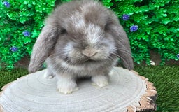 Mini Lop rabbits for sale: Stunning mini lop bunnies ready to reserve  - Advert 3