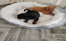 Cavapoo dogs for sale: TOY CAVAPOO DNA TESTED PARENTS AND GRANDPARENTS  - Image 10