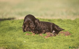 Cocker Spaniel dogs for sale: Show type cocker spaniel pups by Rosie - Image 17