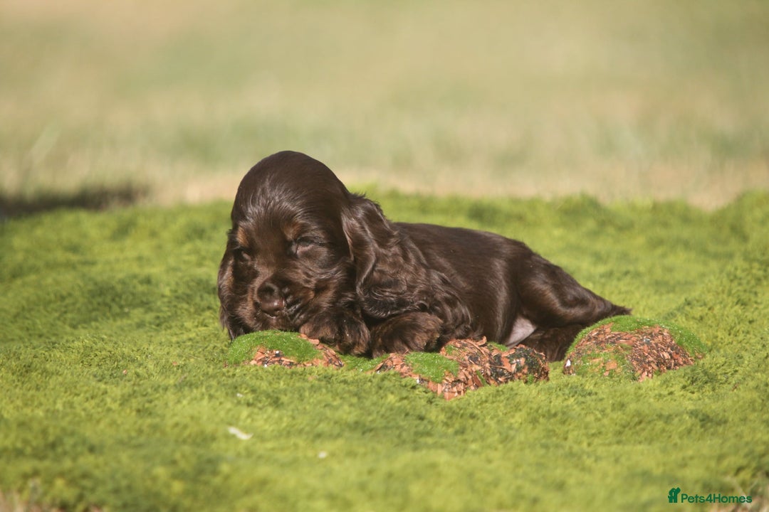Cocker Spaniel dogs for sale: Show type cocker spaniel pups by Rosie - Image 17