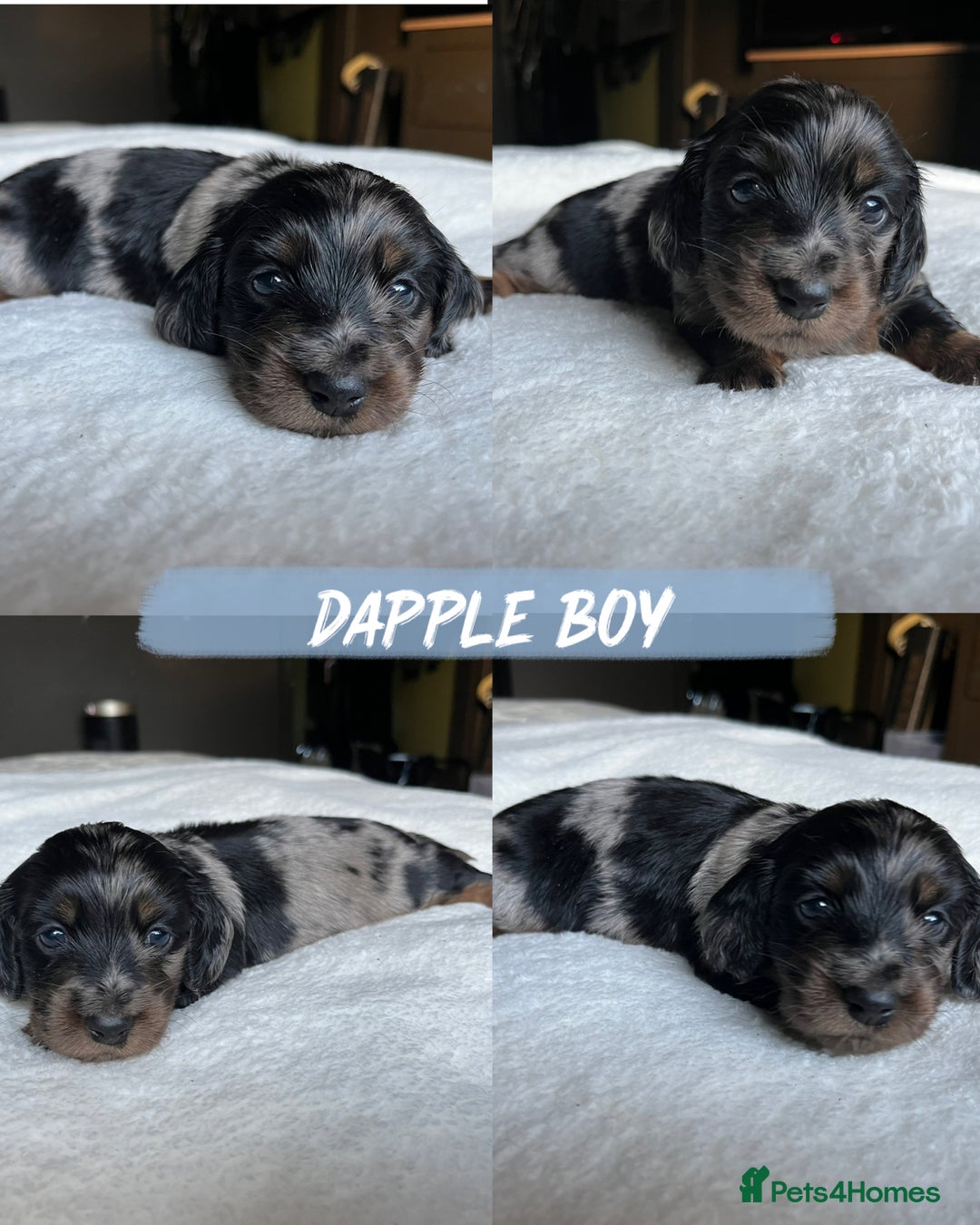 Miniature Dachshund dogs for sale: KC Long Hair Mini Dachshunds  - Advert 24
