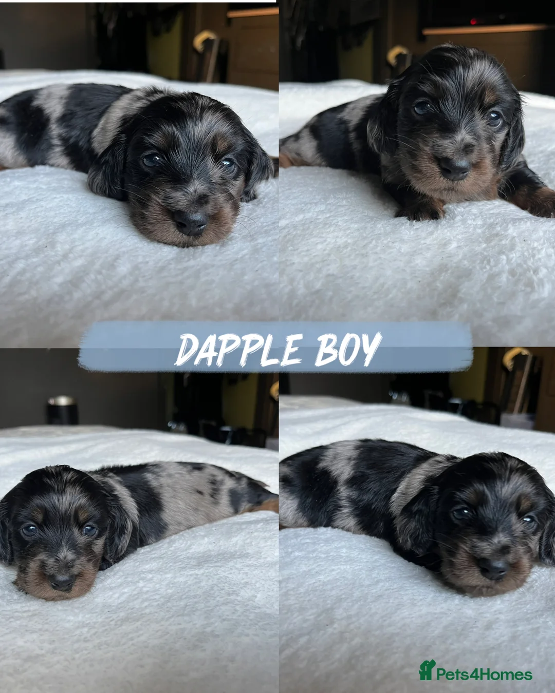 Miniature Dachshund dogs for sale: KC Long Hair Mini Dachshunds  - Advert 25
