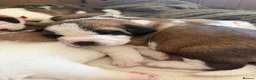Saint Bernard dogs for sale: Exceptional St Bernard Puppies - Advert 10