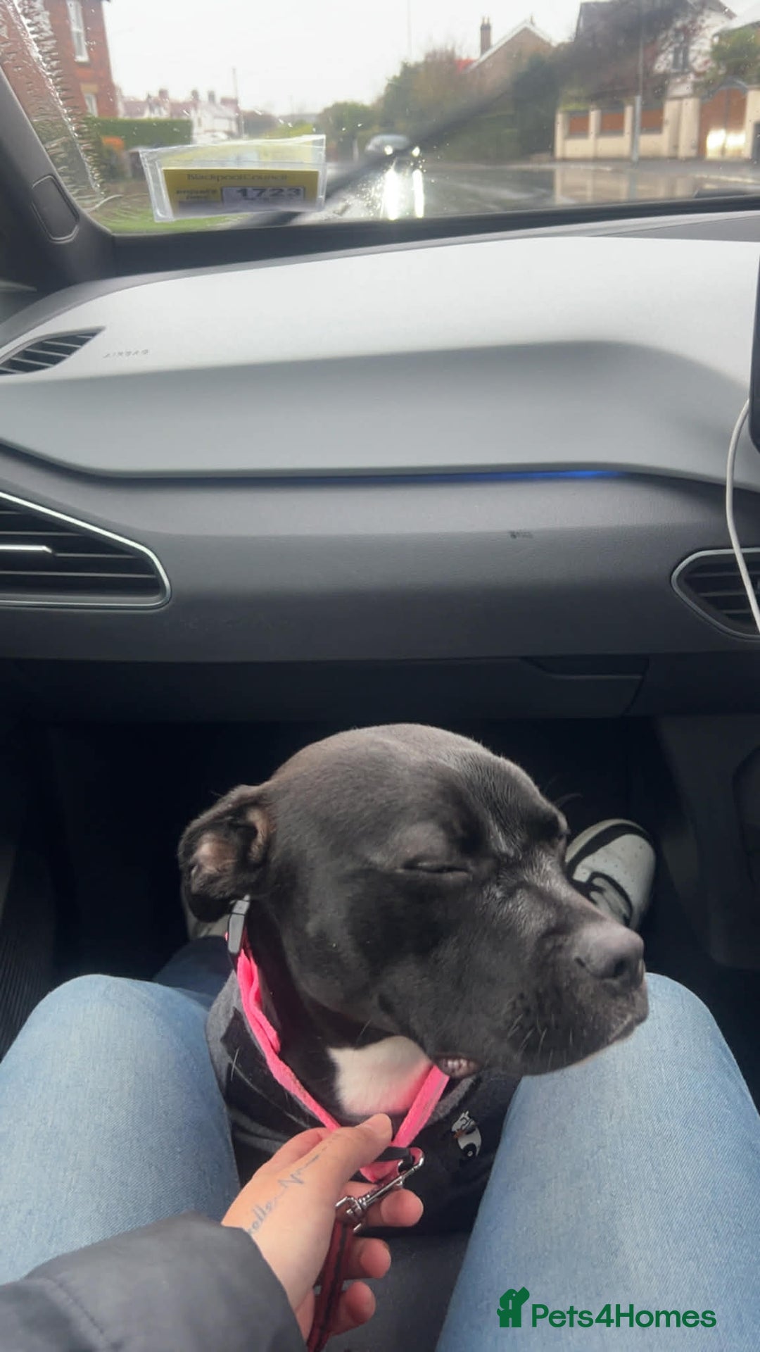 Staffordshire Bull Terrier dogs for sale: Staff for sale  - Advert 2