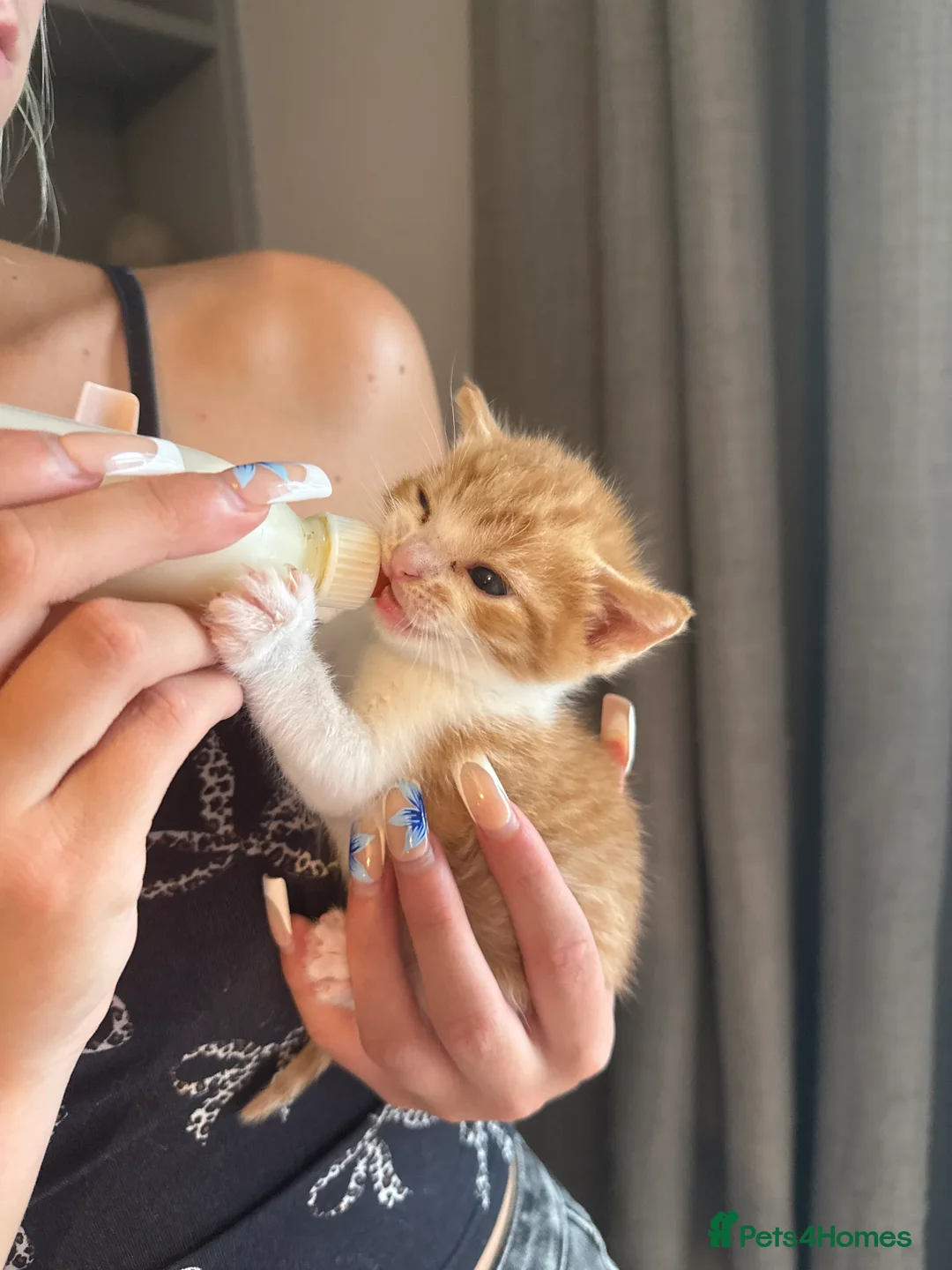 Mixed Breed cats for sale: Ginger tiger print kittens - Advert 2