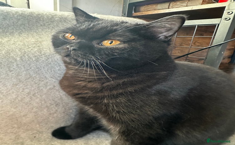 British Shorthair cats PURE Pedigree British Shorthair GCCF Registered  - Advert 14