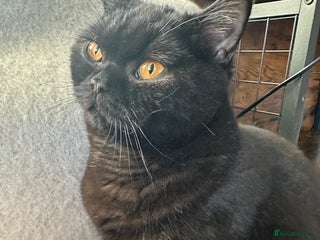 British Shorthair cats PURE Pedigree British Shorthair GCCF Registered - Advert 16