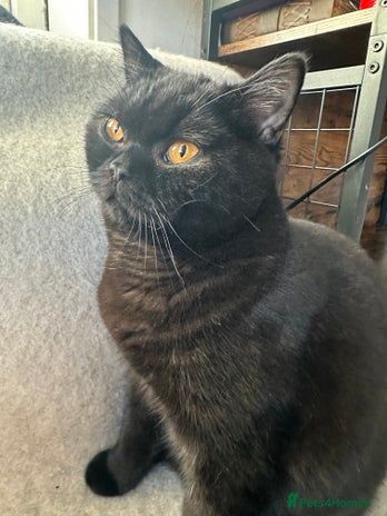 British Shorthair cats PURE Pedigree British Shorthair GCCF Registered - Advert 14