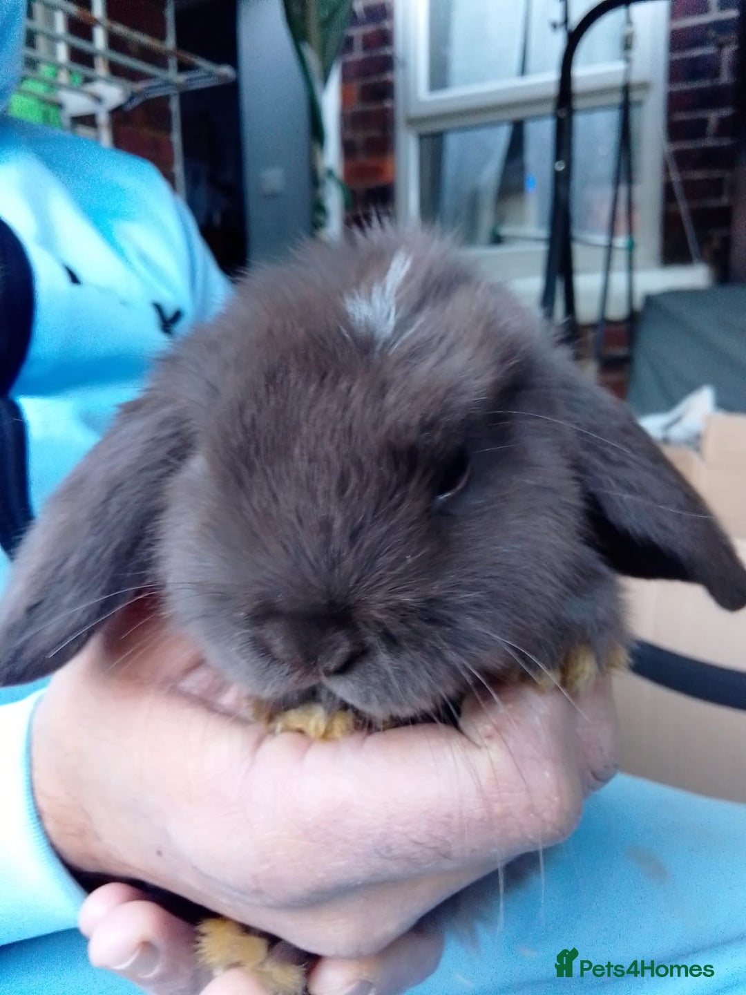 Mini Lop rabbits for sale: Beautiful Mini Lops ready on 14/12 - Advert 17
